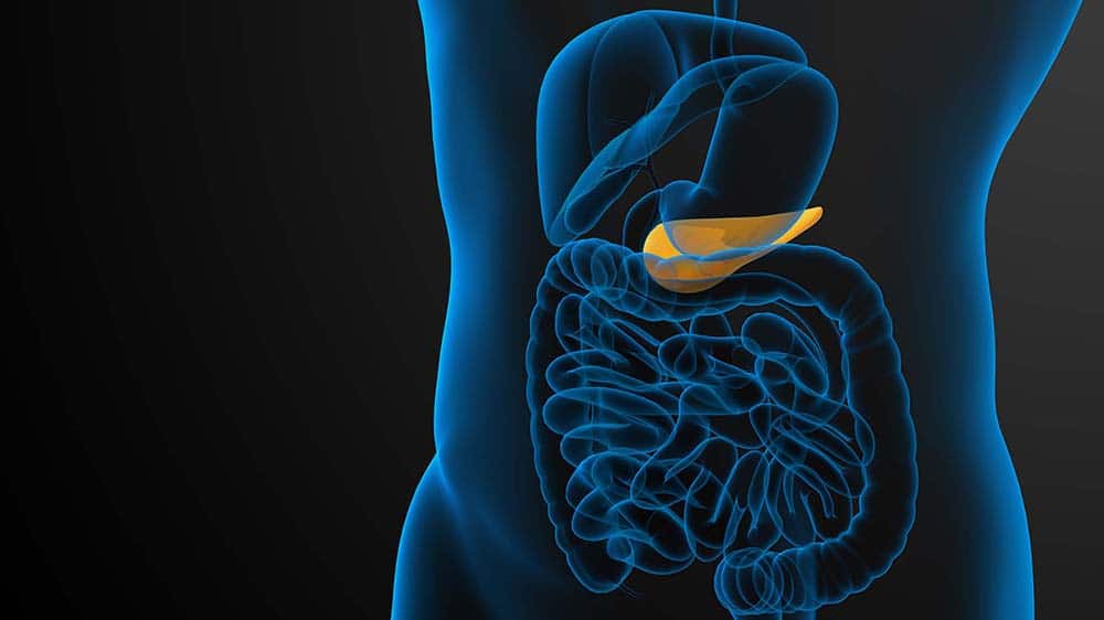 medical illustration of the gallblader and pancrease